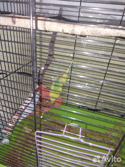 Волнистый попугай с клеткой