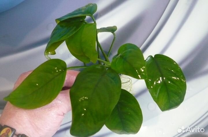 Аквариумные растения анубиас