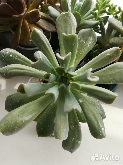 Кактусы и суккуленты