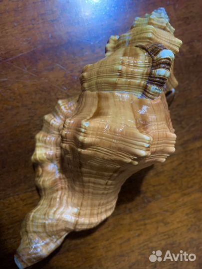 Морские ракушки раковины