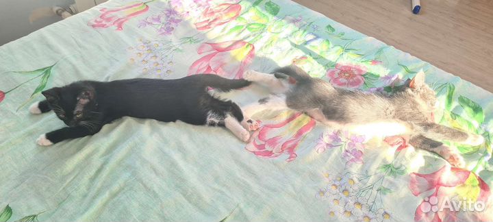 Котята в добрые руки