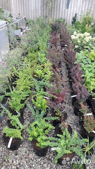 Хвойные и декоративные растения