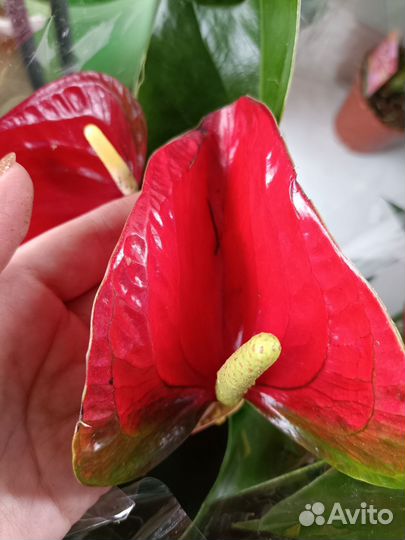 Антуриумы Коро, Эдисон