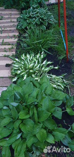 Хоста 3 вида