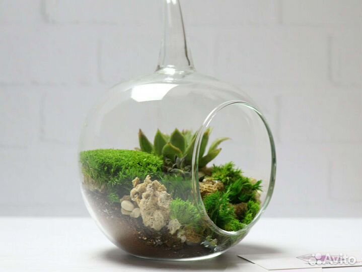 Растения суккуленты флорариум подарок