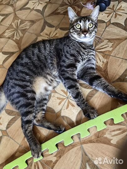 Отдам годовалого кота в добрые руки