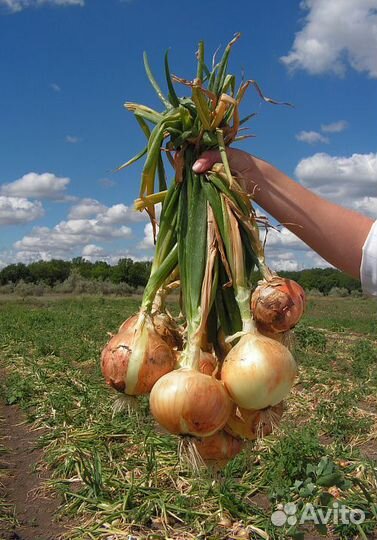 Семена Лука 