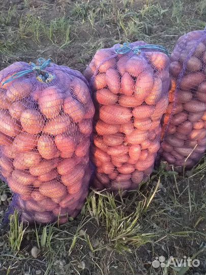 Продам картофель оптом