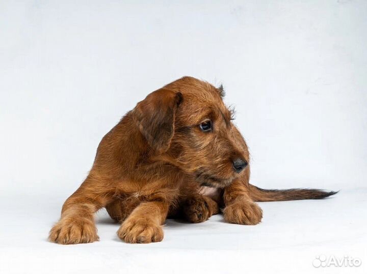 Терьерчик ирландский