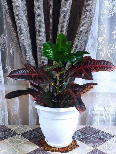 Кодиеум кротон