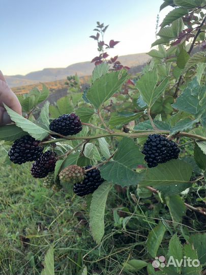 Саженец ремонтантный безшипной ежевики 2 лет
