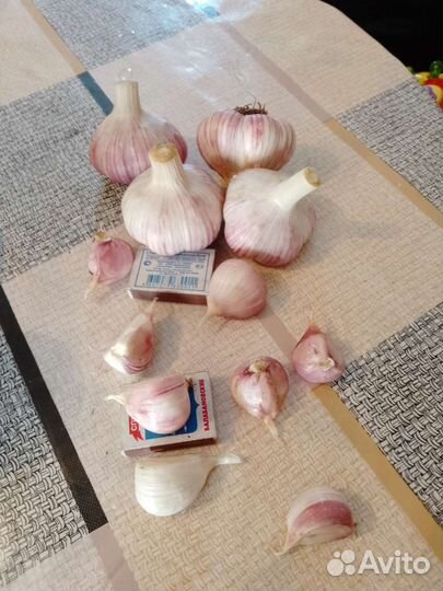 Чеснок любаша