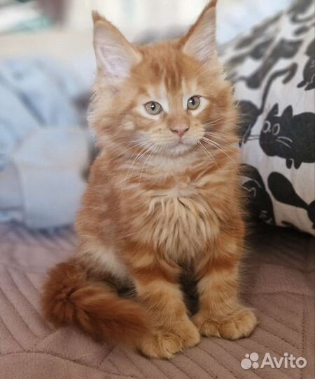 Котята мейн-кун девочка полидакт