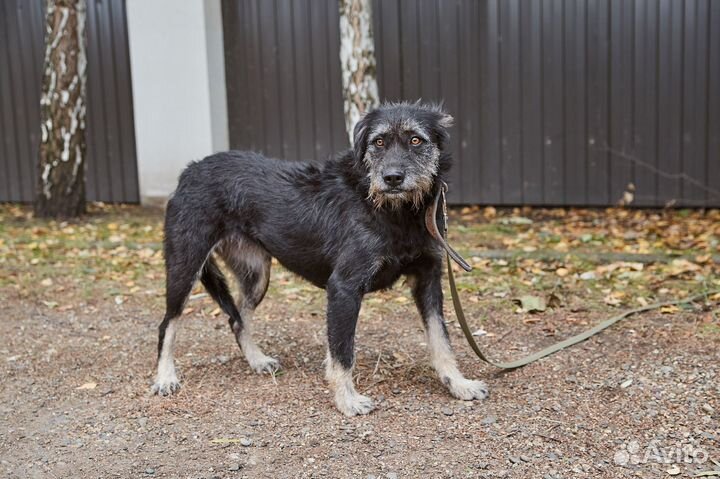 Хорошая бородатая собачка Бруня в добрые руки