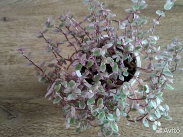 Каллизия розовая