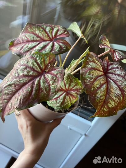 Каладиум тапестри