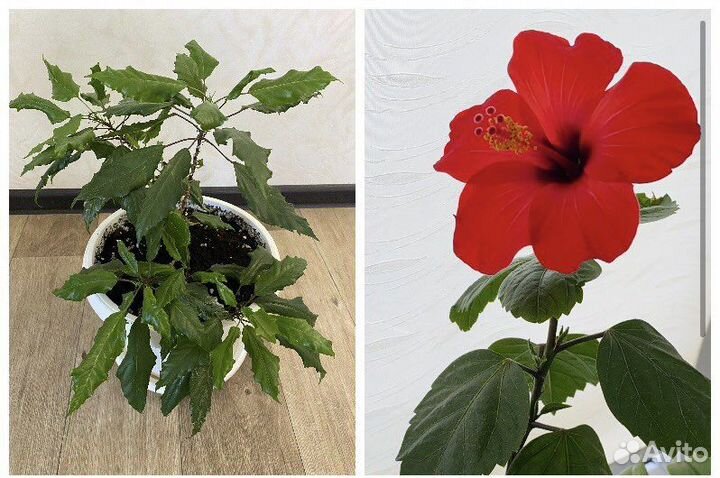 Комнатные растения