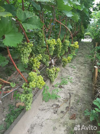 Черенки саженцы винограда