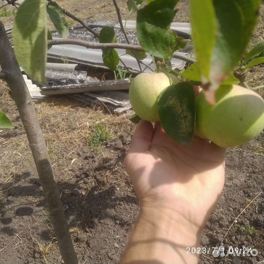 Саженцы яблони 