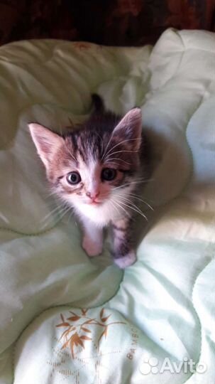 Котенок