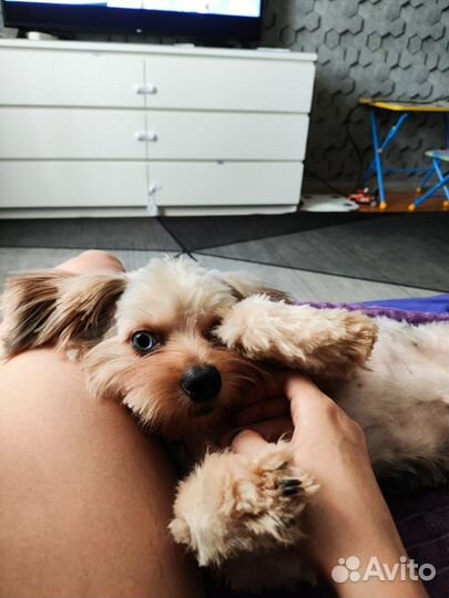 Русская цветная болонка