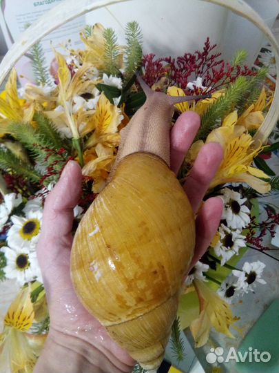 Улитки архахатина иктерика