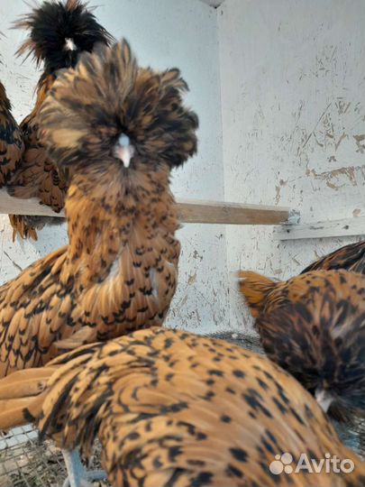 Куры Подуан золотистый