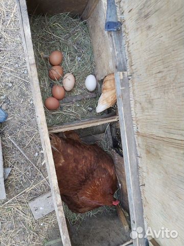 Домашние яйца, бройлер, утка, кролики
