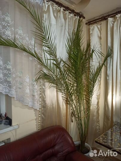 Пальма финиковая