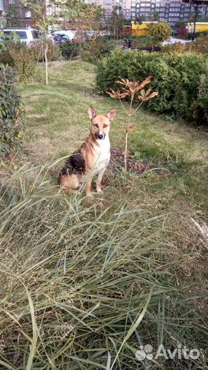 Собака кобель на охрану