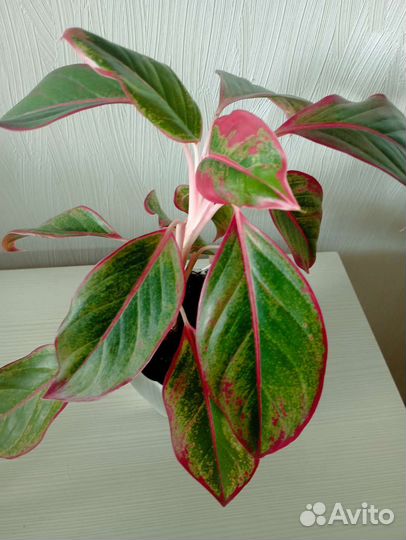 Аглаонема крит