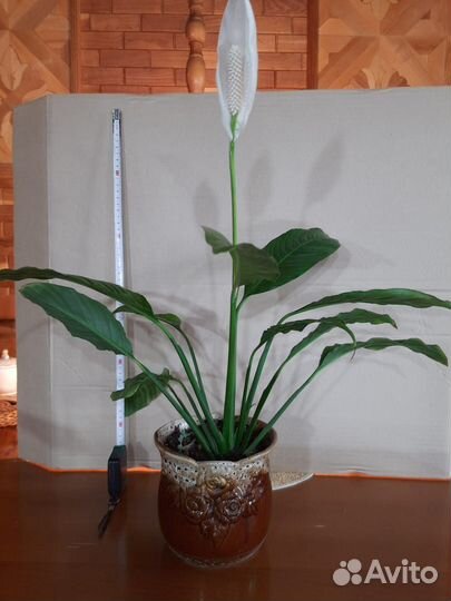 Спатифиллюм