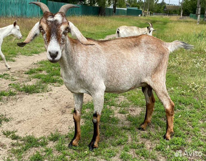 Продаются козы