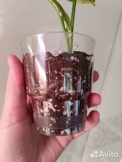 Сингониум Орм тонг