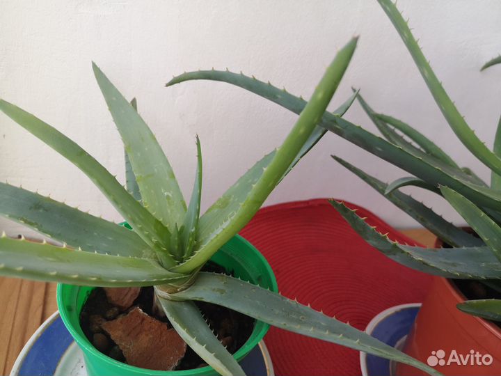 Растение алоэ Вера
