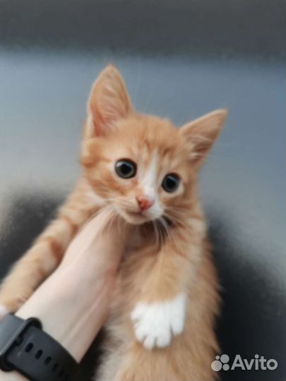 Рыжий мраморный котенок в добрые руки