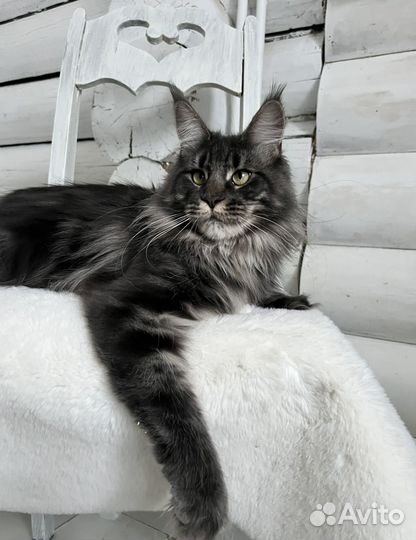 Котята мейн-кун девочки