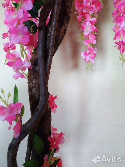 Фикус цветущий