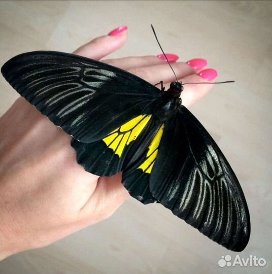 Ферма бабочек