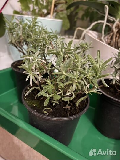 Лаванда в горшке