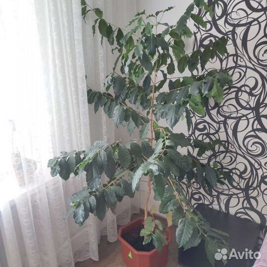 Кофейное дерево