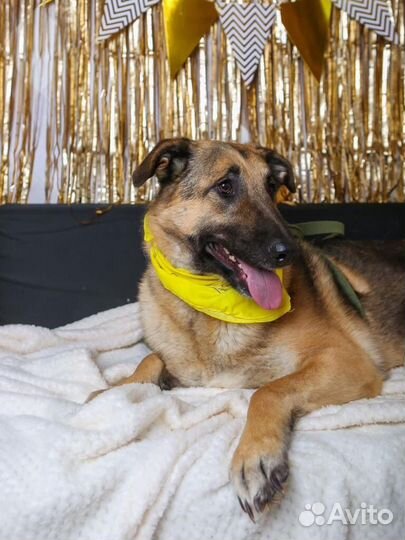 Собаки бесплатно