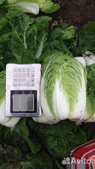 Капуста пекинская для чимчи