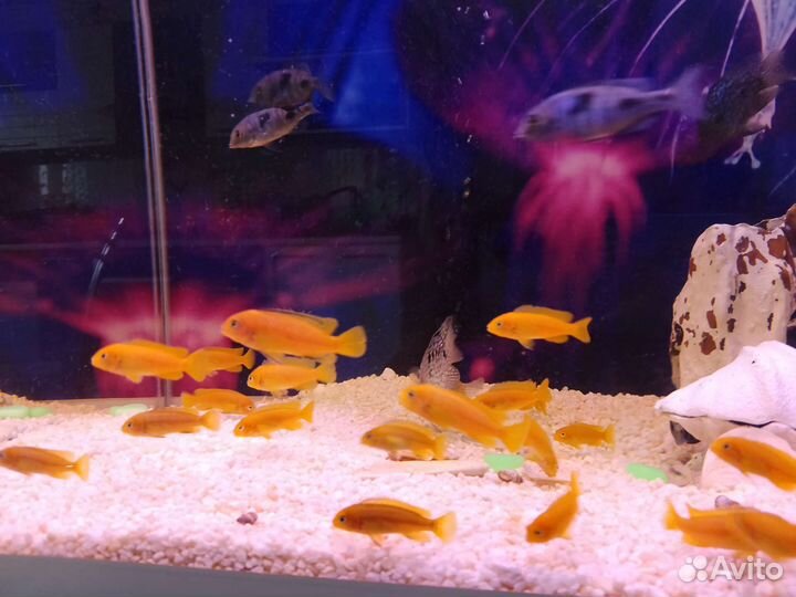 Меланохромис Йохана