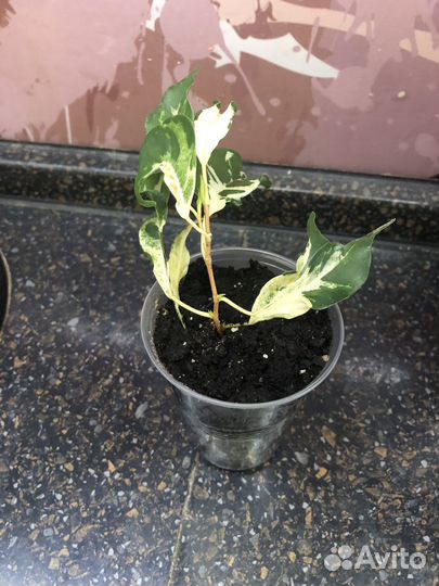 Фикус Бенджамина Кёрли