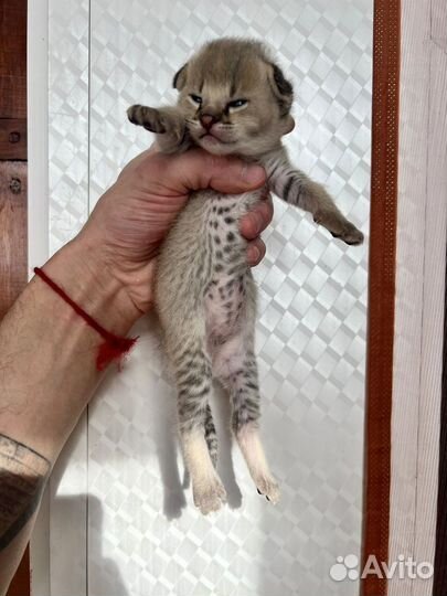 Саванна ф1 окрас сервалин