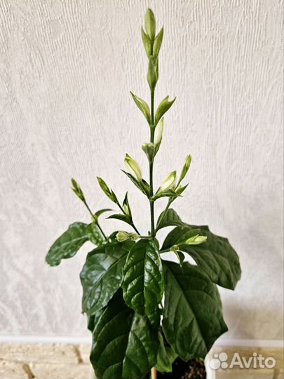 Уайтфельдия в бутонах