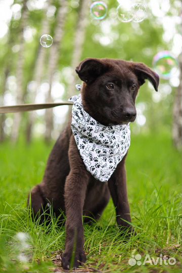 Щенку нужна семья