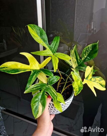 Филодендрон