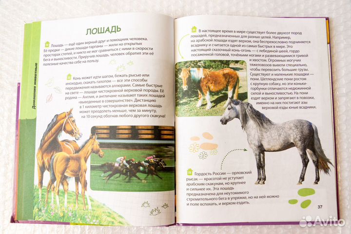 Животные. Твоя первая энциклопедия